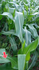 Can 5 lít Phù Sa chuyên tưới bắp giúp bắp mập cây xanh cây dày lá rể cứng chắc