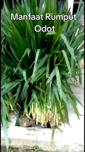 ODOT SUPER RUMPUT PAKAN TERNAK BERKUALITAS