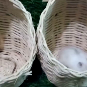 SARANG HAMSTER ROTAN || TEMPAT SEMBUNYI HAMSTER ROTAN NATURAL