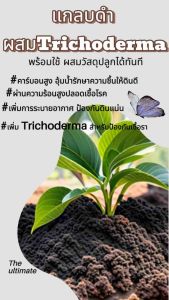 แกลบดำ ขี้เถ้าดำ ขี้เถ้าแกลบผสมเชื้อไตรโครเดอร์ม่า แบ่งขายราคาถูก