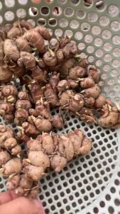 Củ giống địa liền đã lên mầm đảm bảo sống 100%