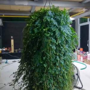 #กนกนารีสีฟ้า" มีชื่อวิทยาศาสตร์ว่า Selaginella uncinata ชื่อสามัญ Rainbow Spikemoss Blue Spikemoss Hook spikemoss