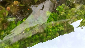 tanaman air cabomba green aquascape per 1 pot