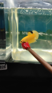 (Same as photo) Yellow Hellboy Betta Fish Size S Ikan Laga Show Gred