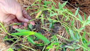 Cây Giống Rau Trai ( Cây Thài Lài) Có Rễ Khoẻ Mạnh Làm Dược Liệu và Chế Biến Món Ăn