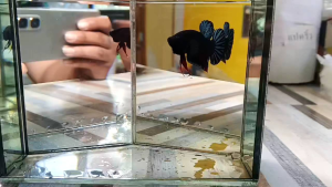 หม้อมาเลย์ลูก100% ฺ( กราฟเบต้า )