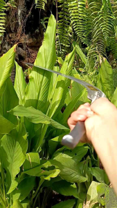EGREK WADAR CAP TIGA PANAH LANGSUNG PAKAI TANPA ASAH BAHAN BAJA PER