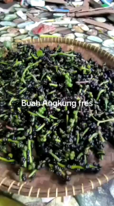 BUAH ANGKUNG SEGAR AMPUH OBAT SETRUK 200BIJI BONUS 35 BIJI
