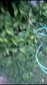 LEHER STANDAR SUPRA X125 BETMEN KROOM PNP