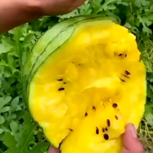 (KEMASAN PREMIUM) BIJI/BENIH SEMANGKA BULAT DAGING KUNING