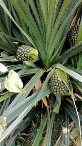 Nanas Muda Segar Pilihan | Buah Nanas Muda Fresh | Cocok untuk Olahan & Minuman