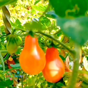 10 BUTIR BIJI/BENIH TANAMNA TOMAT CHOCOLATE PEAR