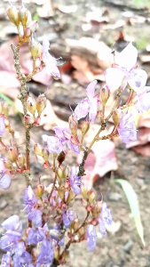 ต้นดอกน้ำค้าง หรือต้นหงอนนาคแคระ 2 ต้น ชุดเครื่องดื่มเพื่อการขาย