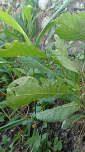 Kaca Helm Retro Bogo & Cargloss: Desain & Aksesoris