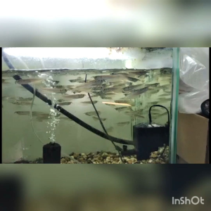 Silver Arowana baby 3inci+- 4inci +- Ikan Arowana baby live fish