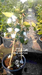 มะลิ ร ๕ กระถาง 11 นิ้ว มะลิดอกที่ใหญ่ที่สุด (กทม)