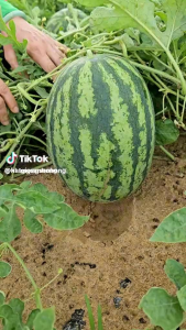 Hạt giống dưa hấu sh68 sen hồng gói 20gam .