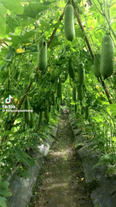 Hạt giống bí đao sh64 sen hồng gói 2gam 100 hạt.