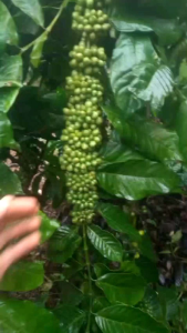 Entres Klon Pupus Merah & Cipit Abang