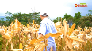 benih bibit jagung Hibrida betras 1 kemasan 5kg expred   17 februari 2026 original
