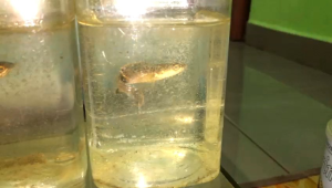 Channa Limbata Lawu CB Indonesia (Thick Fin)