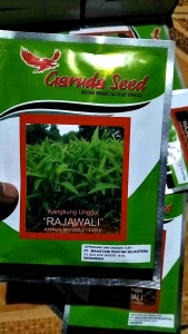 Biji Benih Bibit Kangkung Rajawali Isi 50grm 100% Original Super Unggul