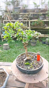 Program Bahan Bonsai Hokiantea Gerak Dasar Siap Pajang