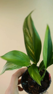 ไม้แข็งแรง อิพิใบพายด่าง Epipremnum Amplissimum Aurea variegatum รากเดินดี ใบพายด่าง อิพิเพรมนั่ม