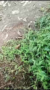 Cangkul Pacul Baja gagang besi ukur Kecil