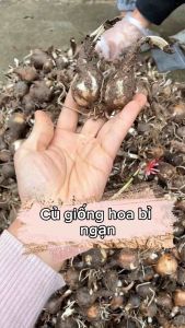Củ giống hoa bỉ ngạn màu vàng (1 củ) - củ to hoa nở đẹp