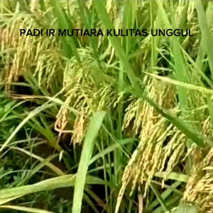 Benih padi unggul Ir mutiara berkualitas kemasan 1kg