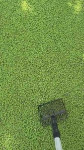 Azolla Organic Feed for Livestock - 500mL - Ships from South Luzon