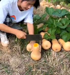 5 BUTIR BIJI/BENIH TANAMAN LABU MADU BULDOG