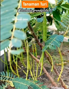 100 BUTIR BIJI/BENIH TANAMAN TURI MIX CAMPUR (MERAH & PUTIH)