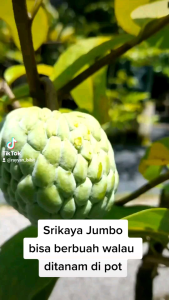 Bibit Srikaya jumbo okulasi cepat berbuah bibit sarikaya