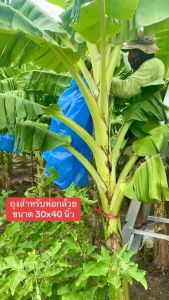 ถุงห่อกล้วยสีฟ้าเข้ม 10 ใบ ขนาด 30x40 นิ้ว เกรด A หนา เจาะรูระบายอากาศ