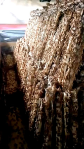 Telur Jangkrik Madu Kunyit Kuning MURNI BERKWALITAS TINGGI 1KG