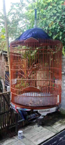 NOB Nutrisi Otak Burung Penggacor Seketika