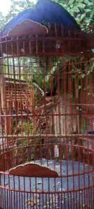 COD Power Kristal Penggacor burung