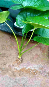 Tanaman Hias Alocasia Cariang Hijau