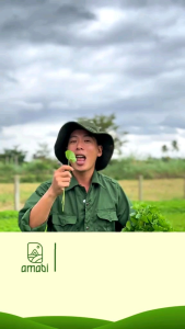 Combo 3 hũ Bột rau má đậu xanh Cao Cấp Amabi 1500g🌱Fresh Gotu Kola & Green Bean Powder - Thơm ngon tốt cho sức khỏe 🌱