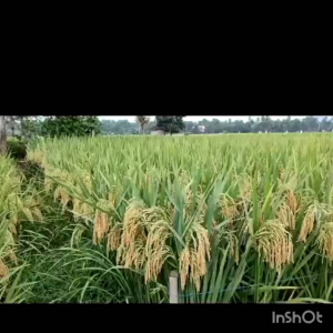 BENIH PADI 303 AGT SUPER BERKUALITAS UNGGUL PER 2KG