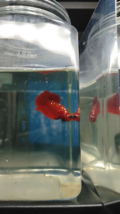 (Same as photo) Rgg Ikan Laga Betta Fish Size S+ Show Gred
