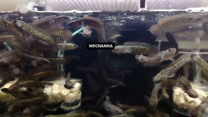 Channa Asiatica Kalimaya Rsp