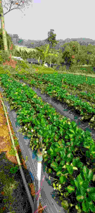 ต้นกล้าสตรอเบอรี่ สายพันธุ์พระราชทาน80 จากแหล่งเพาะปลูกหลักของไทย ชุด10ต้น