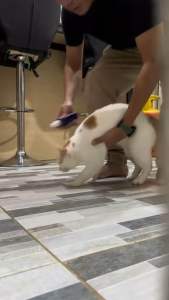 Ubax Spray Ubat Luka KucingFungusHamaUbax Cat HeroUbex spray CatDogArnabHamsterHaiwan Ternakan(HOT DEALS 🔥🔥