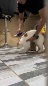 Ubax Haiwan Cat Hero (100ml) Ubex spray Kucing Ubat Kurap Ubat Luka Ubat Fungus Ubat Earmite