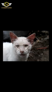 Obat Jamur Spray Semprot Kucing Kelinci dan Anjing Obat Scabies Jamur Ringworm Demodex