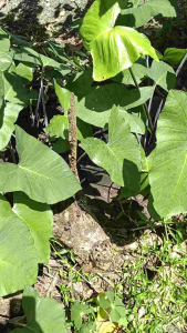 Fresh Takway 1kg (Taro Shoots / Tangkay ng Gabi) with FREE Gabi Leaves / Dahon