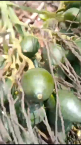 BUAH POHON PINANG MUDA . OBAT HERBAL.MURAH MERIAAH BELI 5KG GRATIS 500G RAELLLLLL